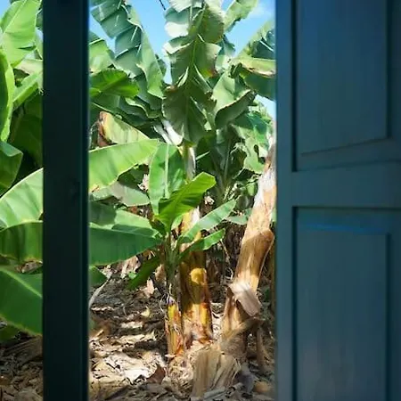 The Tortuga Banana House Holiday home *
