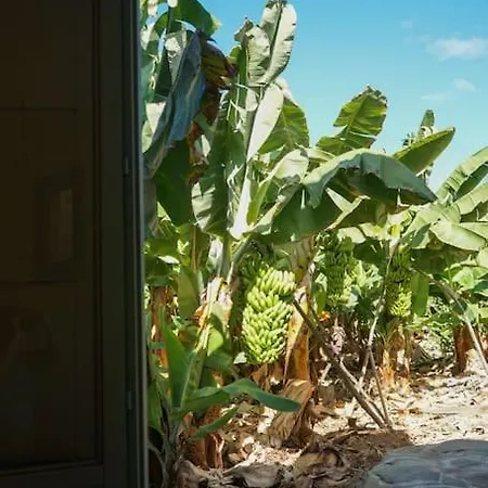 The Tortuga Banana House 度假居