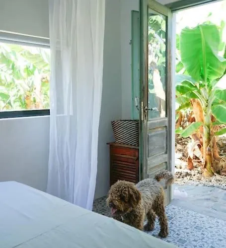 The Tortuga Banana House *