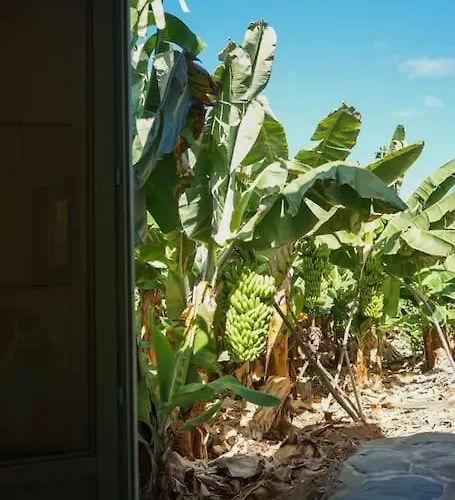 The Tortuga Banana House 펜션